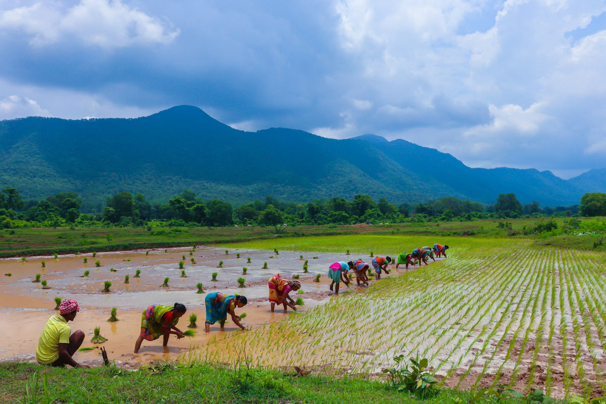 Workers bending to plant rice seedlings in a flooded field below green hills